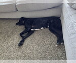 Small #9 Great Dane-Poodle (Standard) Mix