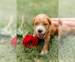 Small Photo #12 Goldendoodle Puppy For Sale in FREDERICA, DE, USA