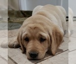 Small Photo #78 Labrador Retriever Puppy For Sale in OLYMPIA, WA, USA
