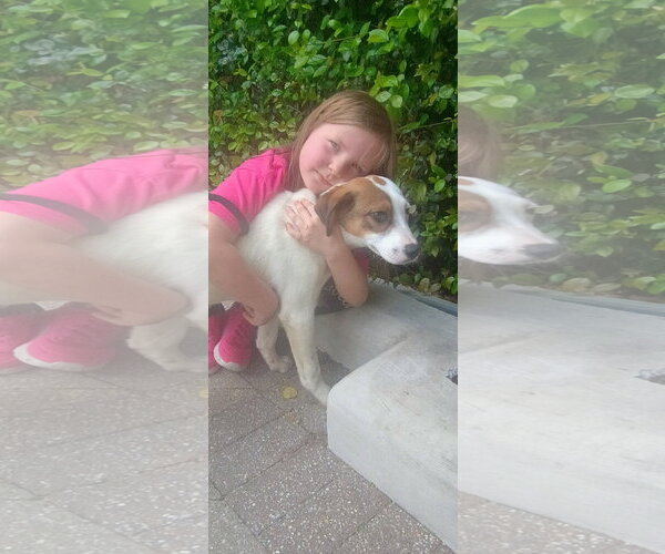 Medium Photo #5 Labrador Retriever-Unknown Mix Puppy For Sale in The Woodlands, TX, USA