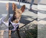 Small #1 Chihuahua Mix