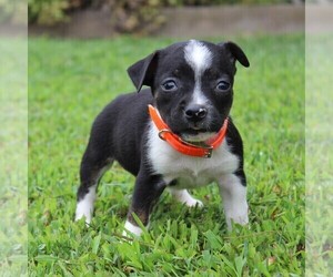 Boston Terrier-Jack Russell Terrier Mix Puppy for sale in MECHANICSVILLE, MD, USA