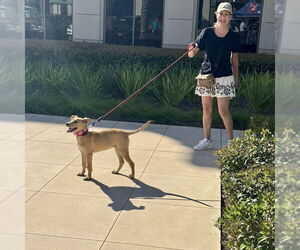 Trixie - Female Labrador Retriever-Unknown Mix Dog for Adoption - Photo #6