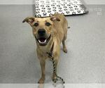 Small Black Mouth Cur Mix