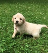 Small Photo #1 Golden Retriever Puppy For Sale in MORGANTOWN, IN, USA