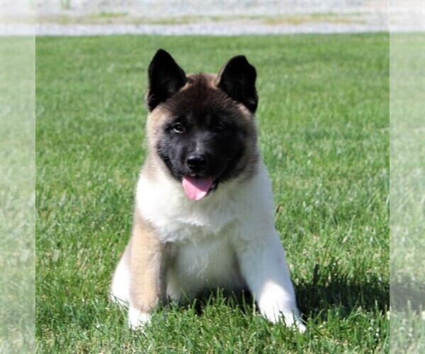Medium Photo #9 Akita Puppy For Sale in DRUMORE, PA, USA