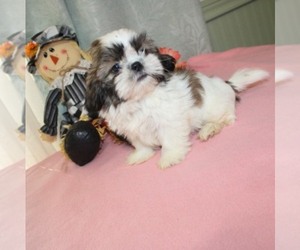 Shih Tzu Puppy for sale in THAYER, KS, USA