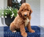Image preview for Ad Listing. Nickname: Bandit