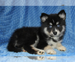 Small Photo #1 Pomsky Puppy For Sale in DENTON, TX, USA