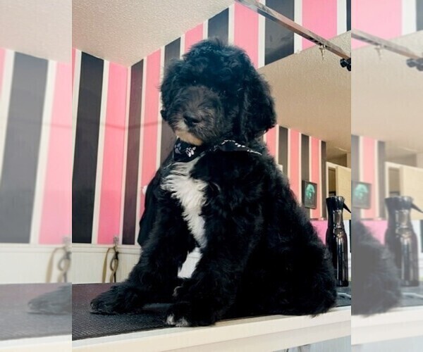 Medium Photo #2 Sheepadoodle Puppy For Sale in CLEVELAND, TN, USA