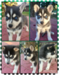 Small Photo #6 Alaskan Klee Kai Puppy For Sale in AUMSVILLE, OR, USA