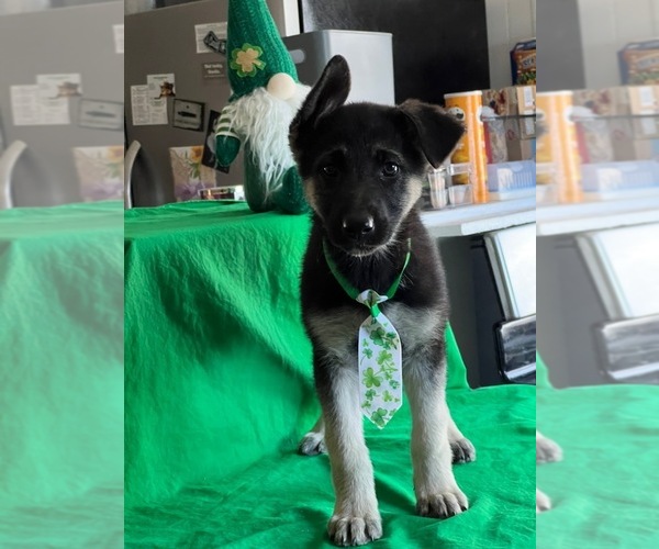 Medium Photo #4 German Shepherd Dog Puppy For Sale in DENTON, TX, USA