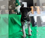 Small Photo #4 German Shepherd Dog Puppy For Sale in DENTON, TX, USA