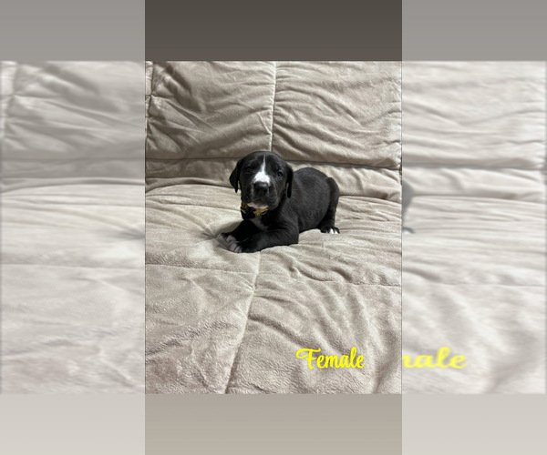 Medium Photo #4 Great Dane Puppy For Sale in ROCKINGHAM, NC, USA