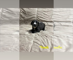 Puppy Black Female 1 Great Dane