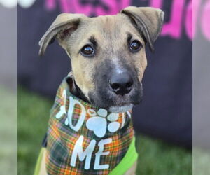 American Pit Bull Terrier-Unknown Mix Dogs for adoption in Fargo, ND, USA