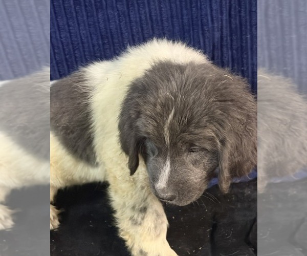 Medium Photo #3 Newfoundland Puppy For Sale in AURORA, IN, USA