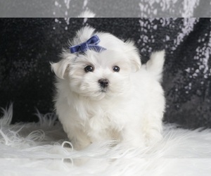 Maltese Puppy for Sale in WARSAW, Indiana USA