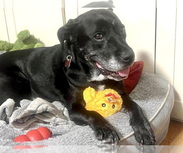 Medium Photo #16 Boxer-Unknown Mix Puppy For Sale in Mount Laurel, NJ, USA