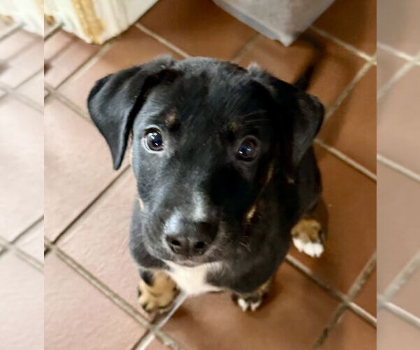 Medium Photo #3 Bernese Mountain Dog-Labrador Retriever Mix Puppy For Sale in Jefferson, NJ, USA