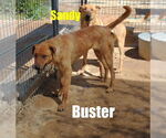 Small #6 Labrador Retriever Mix