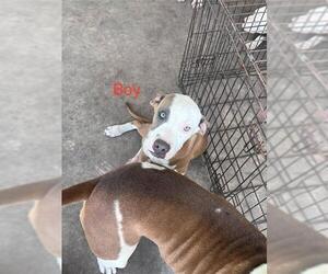 American Staffordshire Terrier-Unknown Mix Dogs for adoption in San Antonio, TX, USA