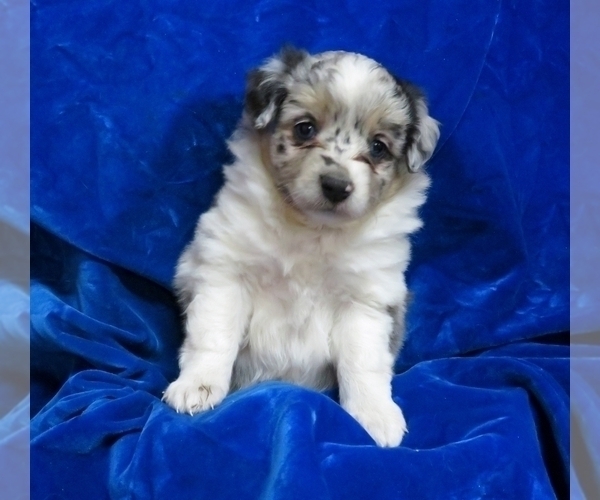 Medium Photo #3 Miniature Australian Shepherd Puppy For Sale in NORWOOD, MO, USA