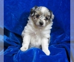 Small Photo #3 Miniature Australian Shepherd Puppy For Sale in NORWOOD, MO, USA