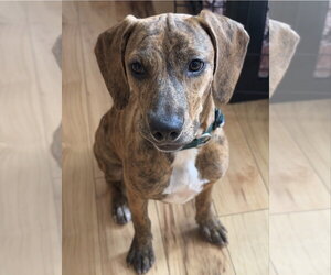 Mutt Dogs for adoption in Tarrytown, GA, USA