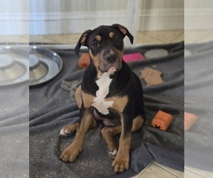 American Bully Puppy for Sale in SAN JOSE, California USA