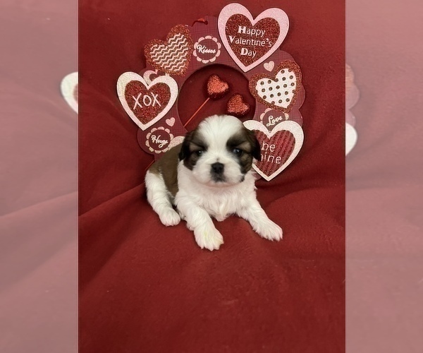 Medium Photo #5 Shih Tzu Puppy For Sale in DOWNEY, CA, USA