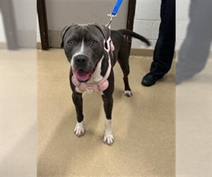 American Pit Bull Terrier Dogs for adoption in Derwood, MD, USA