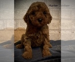 Small Cavapoo