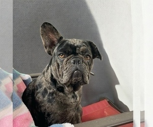 Mother of the French Bulldog puppies born on 05/13/2025