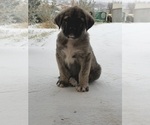 Small #3 Mastiff-Pyrenean Mastiff Mix