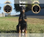 Small #8 Doberman Pinscher
