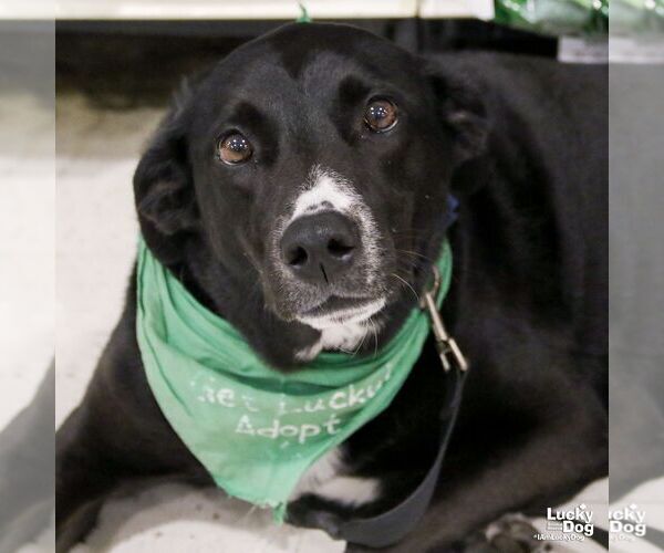 Medium Photo #4 Labrador Retriever-Unknown Mix Puppy For Sale in Washington, DC, USA