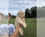 Small #2 Golden Retriever