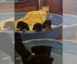 Small #6 Rottweiler