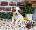 Aurora - Female Cavapoo (Miniature) Puppy for Sale - Small photo