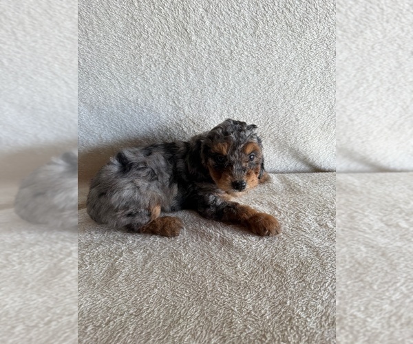 Medium Photo #3 Poodle (Miniature) Puppy For Sale in MUNFORDVILLE, KY, USA