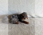 Small #2 Poodle (Miniature)