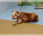Small Bulldog