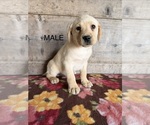 Litter of 4 - Male(s) and Female(s) Labrador RetrieverLitter of Puppies for Sale - Photo #5