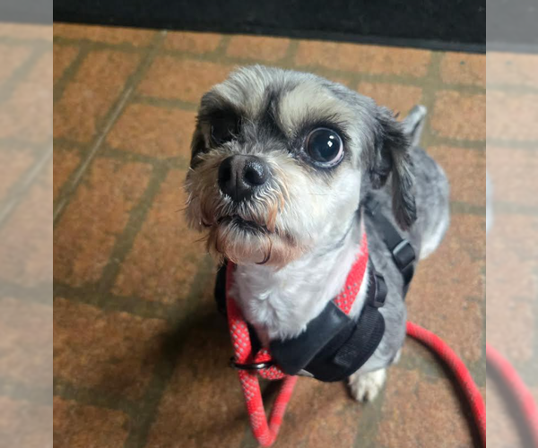 Medium Photo #2 Shih Tzu-Unknown Mix Puppy For Sale in Cranston, RI, USA
