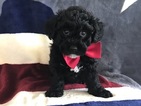Small Photo #7 Poochon Puppy For Sale in HONEY BROOK, PA, USA