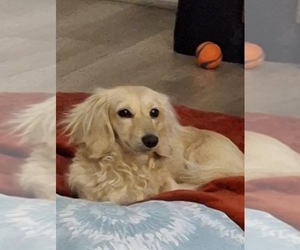 Father of the Dachshund puppies born on 02/25/2026