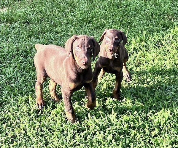 Medium Photo #2 Doberman Pinscher Puppy For Sale in HARTSELLE, AL, USA