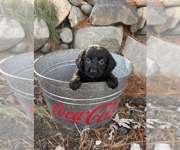 Medium Photo #3 Dachshund Puppy For Sale in MIDDLEBURY, IN, USA