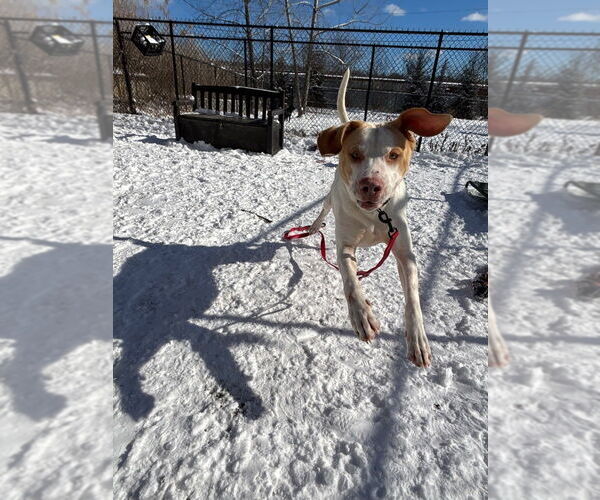 Medium Photo #3 Mutt Puppy For Sale in Elmsford, NY, USA